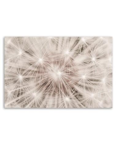 Modernes Wandbild - Pusteblume Natur Makro | Feeby