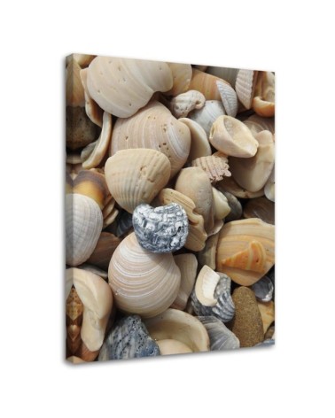 Leinwandbild modern - Muscheln und Steine am Strand | Feeby