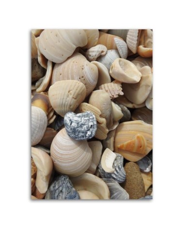 Leinwandbild modern - Muscheln und Steine am Strand | Feeby