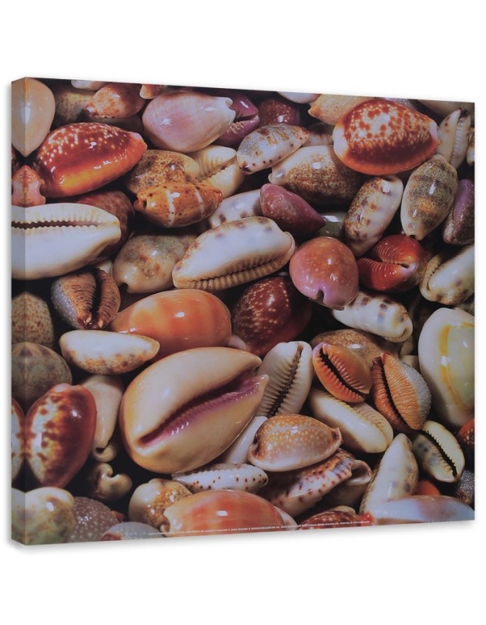 Leinwanddruck - Kleine Muscheln aus der Nähe | Feeby