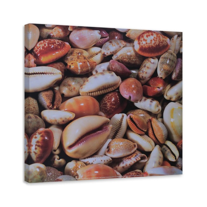 Leinwanddruck - Kleine Muscheln aus der Nähe | Feeby