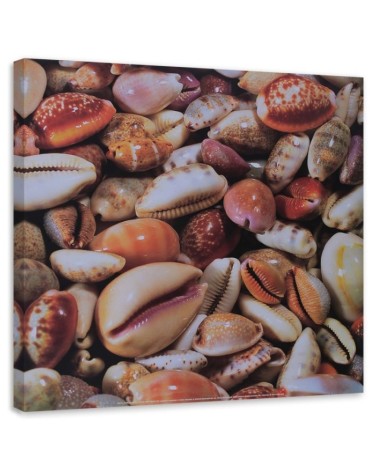 Leinwanddruck - Kleine Muscheln aus der Nähe | Feeby