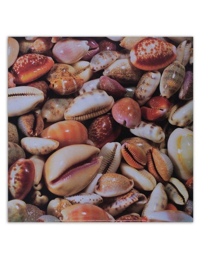 Marine Canvas paintings - Small seashells up close | FEEBY