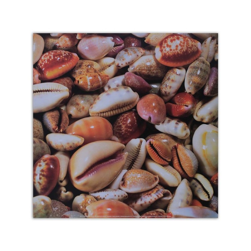 Leinwanddruck - Kleine Muscheln aus der Nähe | Feeby