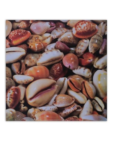 Leinwanddruck - Kleine Muscheln aus der Nähe | Feeby