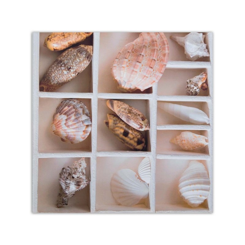 Leinwandbild - Sortierte Muscheln in einer Schachtel | Feeby
