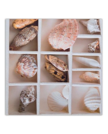 Leinwandbild - Sortierte Muscheln in einer Schachtel | Feeby