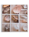 Marine Canvas paintings - Shells | FEEBY