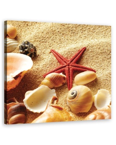Marine - Marine canvas paintings - Shells and starfish | FEEBY