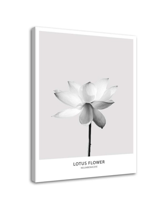 Abstract painting on canvas - White lotus flower | FEEBY