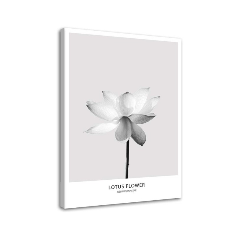 Modernes Wandbild - Weiße Lotosblume | Feeby