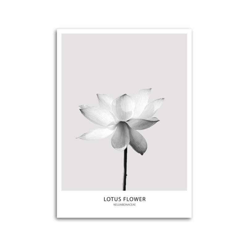 Modernes Wandbild - Weiße Lotosblume | Feeby