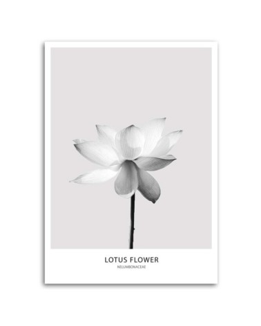 Modernes Wandbild - Weiße Lotosblume | Feeby