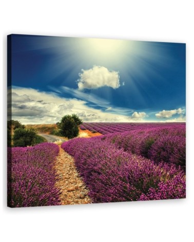 Country lavender field - Canvas prints for living room | FEEBY