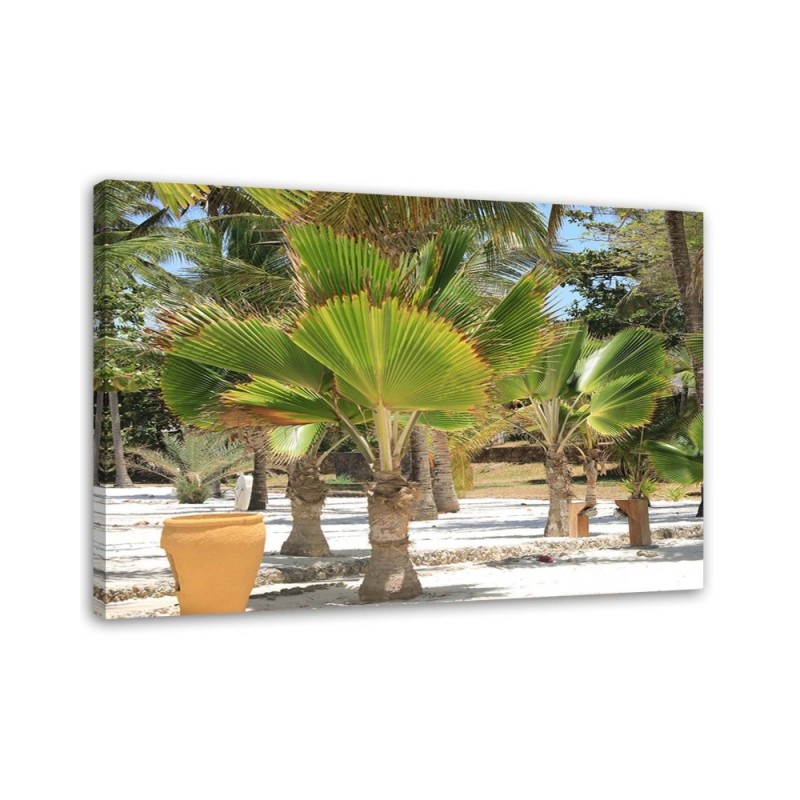 Bild auf Leinwand - Tropische Bäume | Feeby