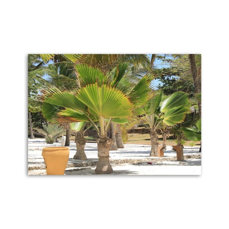 Bild auf Leinwand - Tropische Bäume | Feeby