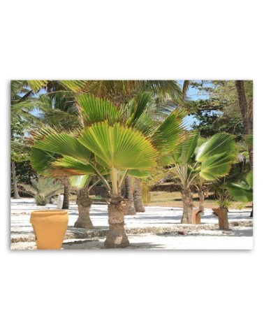 Bild auf Leinwand - Tropische Bäume | Feeby