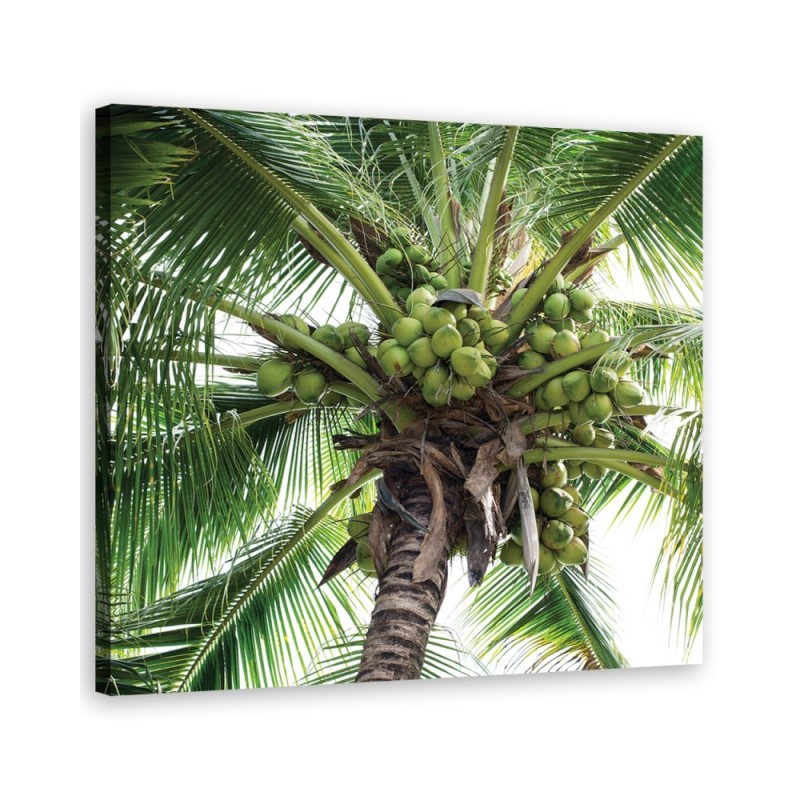Dekoratives Leinwandbild - Kokusnuss-Palme | Feeby