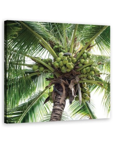 Dekoratives Leinwandbild - Kokusnuss-Palme | Feeby