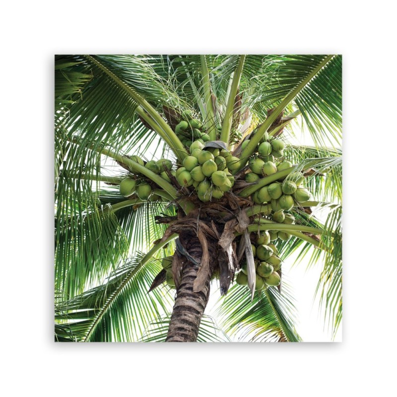 Dekoratives Leinwandbild - Kokusnuss-Palme | Feeby