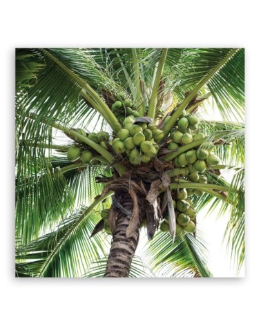 Dekoratives Leinwandbild - Kokusnuss-Palme | Feeby
