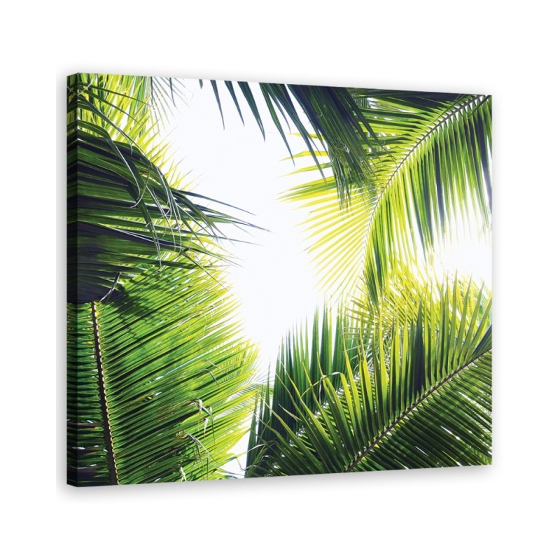 Leinwandbild - Palmen Blätter Pflanzen | Feeby