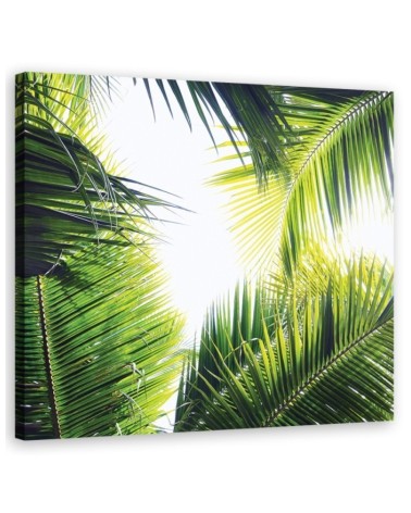 Leinwandbild - Palmen Blätter Pflanzen | Feeby