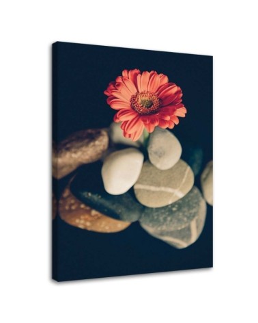 Bild auf Leinwand - Steine und rote Blume | Feeby