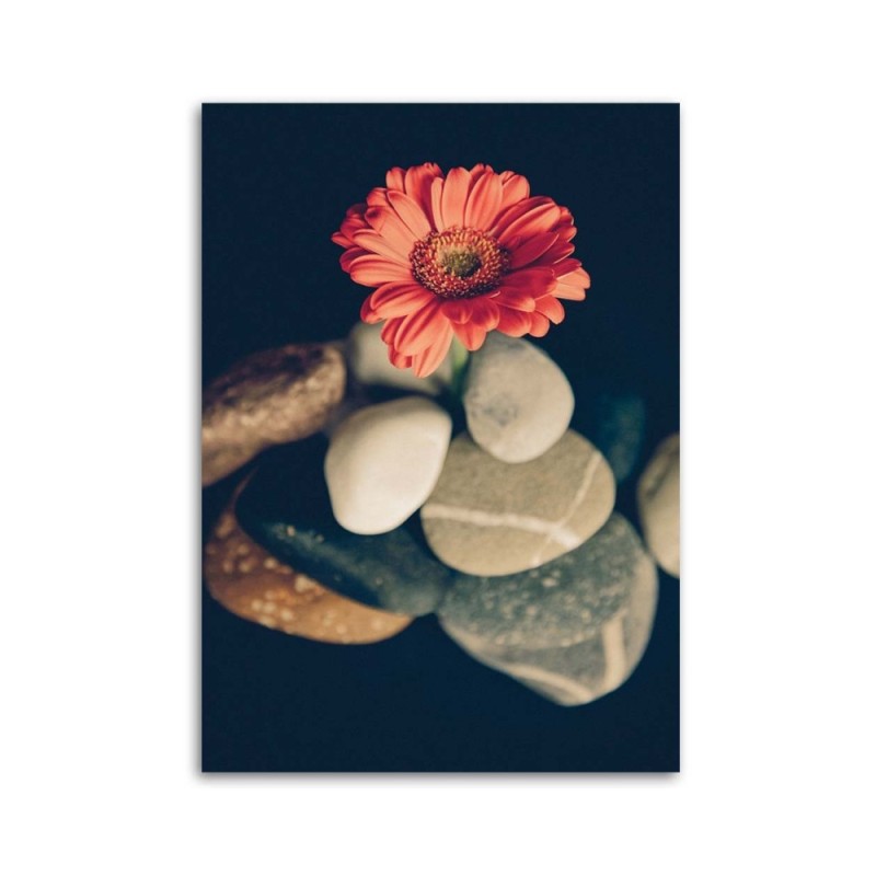 Bild auf Leinwand - Steine und rote Blume | Feeby