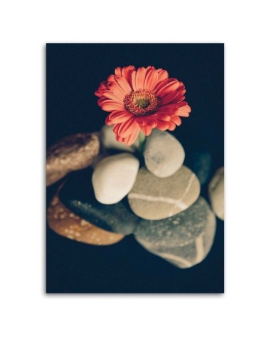 Bild auf Leinwand - Steine und rote Blume | Feeby
