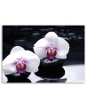 Obraz ścienny do salonu Orchidea w stylu zen | FEEBY