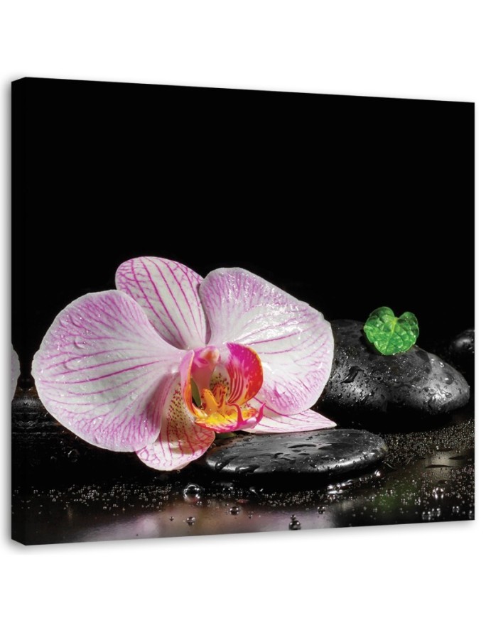 Obraz ścienny do salonu Kwitnąca orchidea zen | FEEBY