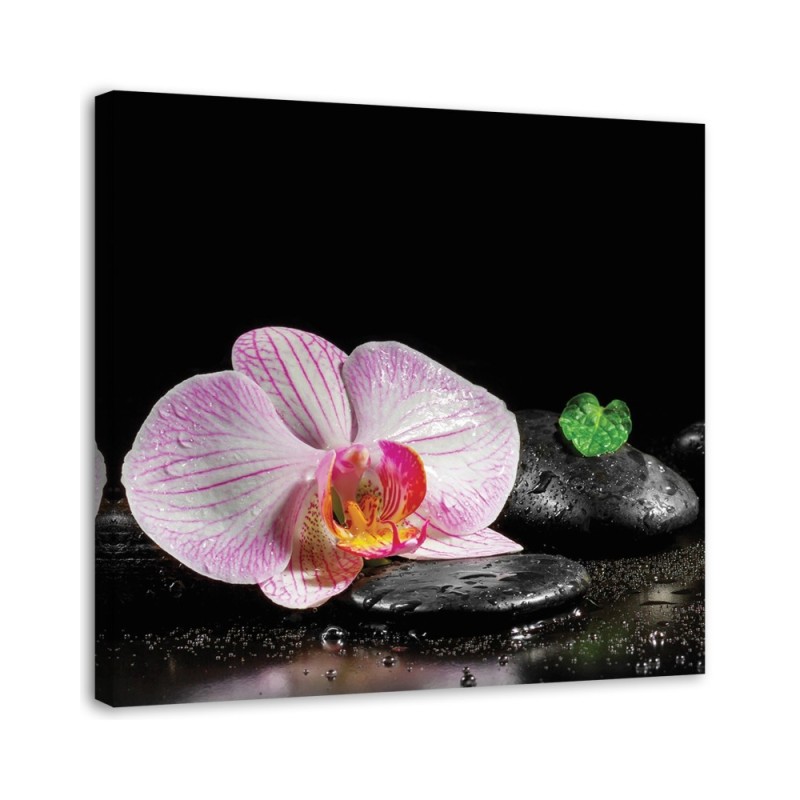 Obraz ścienny do salonu Kwitnąca orchidea zen | FEEBY