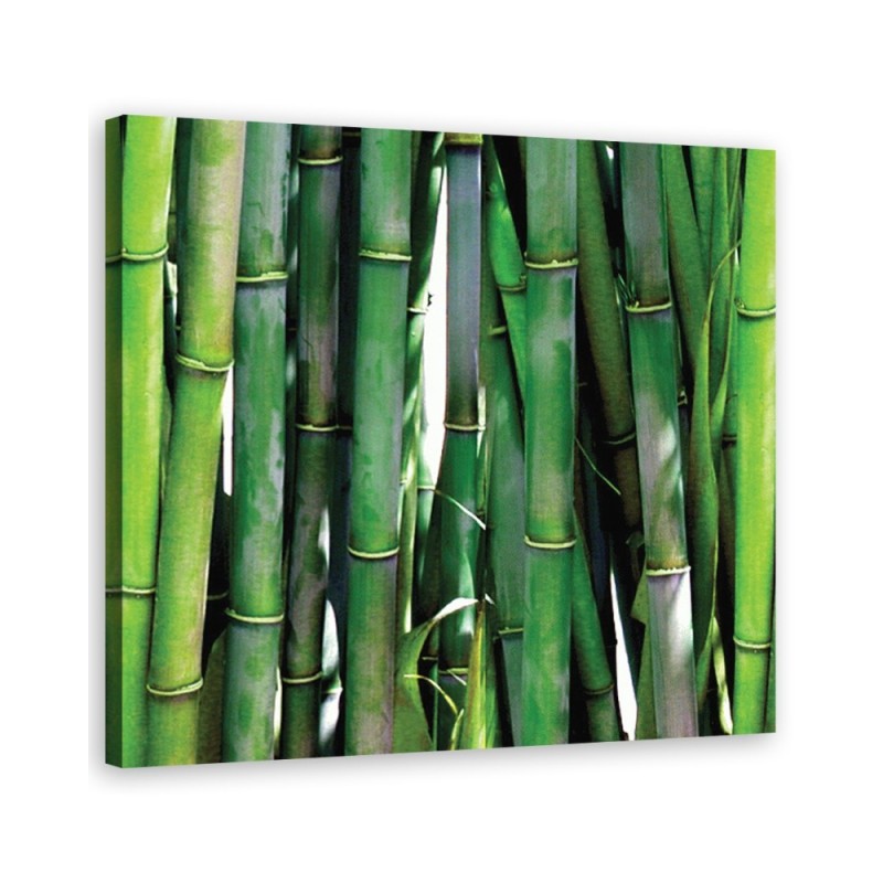 Bild auf Leinwand - Grüner Bambus | Feeby