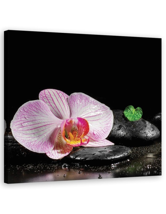 Kwitnąca orchidea zen - Obraz ścienny do łazienki | FEEBY