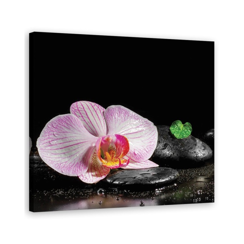 Kwitnąca orchidea zen - Obraz ścienny do łazienki | FEEBY