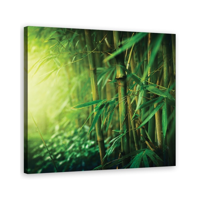 Bild auf Leinwand - Dschungel Bambus Pflanzen | Feeby