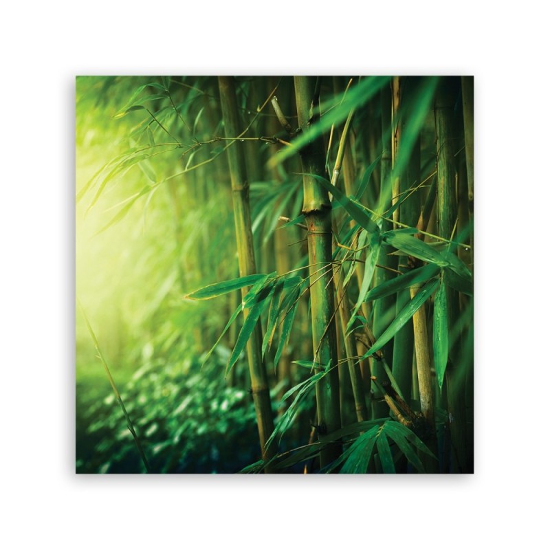 Bild auf Leinwand - Dschungel Bambus Pflanzen | Feeby