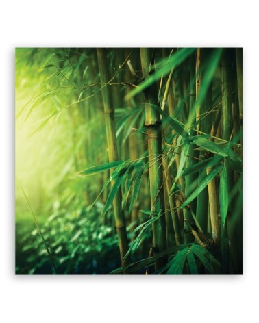 Bild auf Leinwand - Dschungel Bambus Pflanzen | Feeby