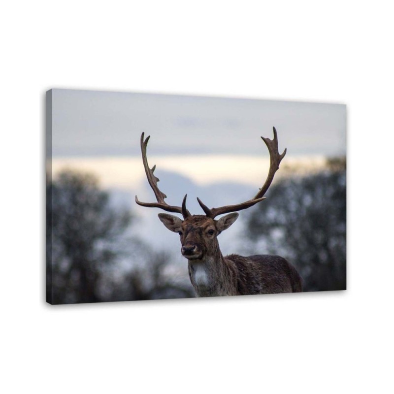 Leinwandbild - Hirsche | Feeby