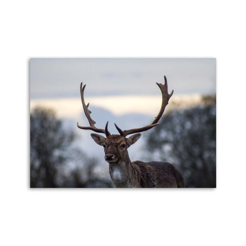 Leinwandbild - Hirsche | Feeby