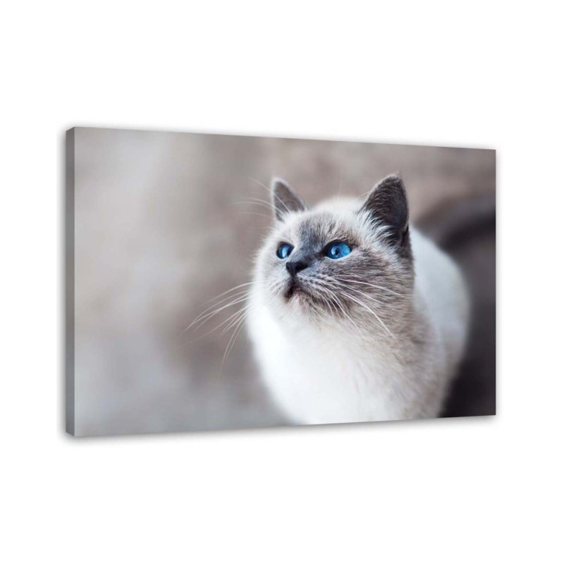 Leinwanddruck - Sibirische Katze Tiere | Feeby