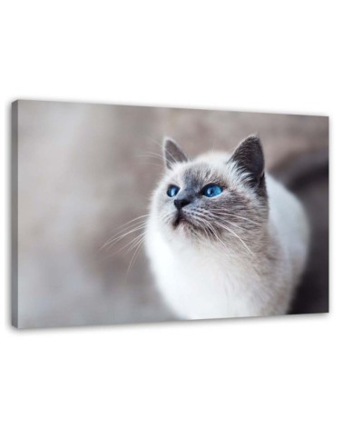 Leinwanddruck - Sibirische Katze Tiere | Feeby