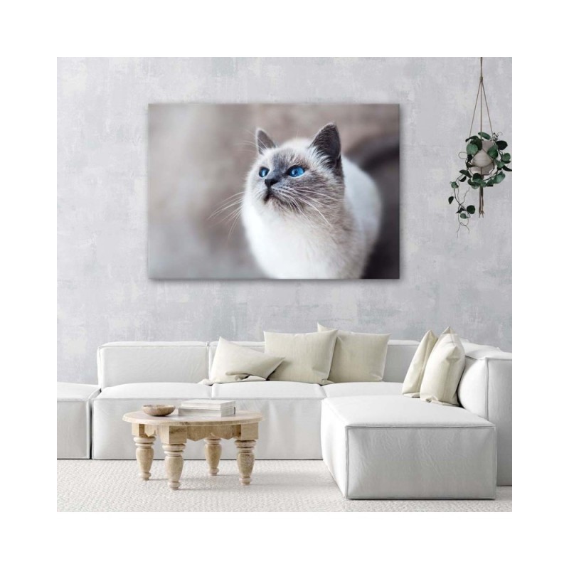 Leinwanddruck - Sibirische Katze Tiere | Feeby