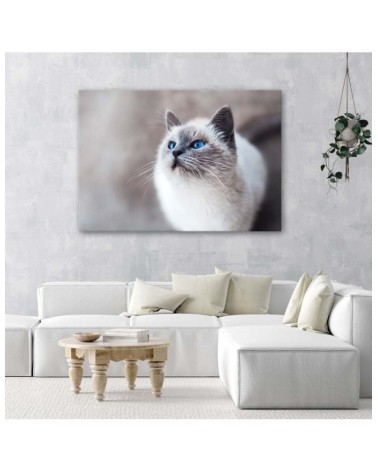 Leinwanddruck - Sibirische Katze Tiere | Feeby