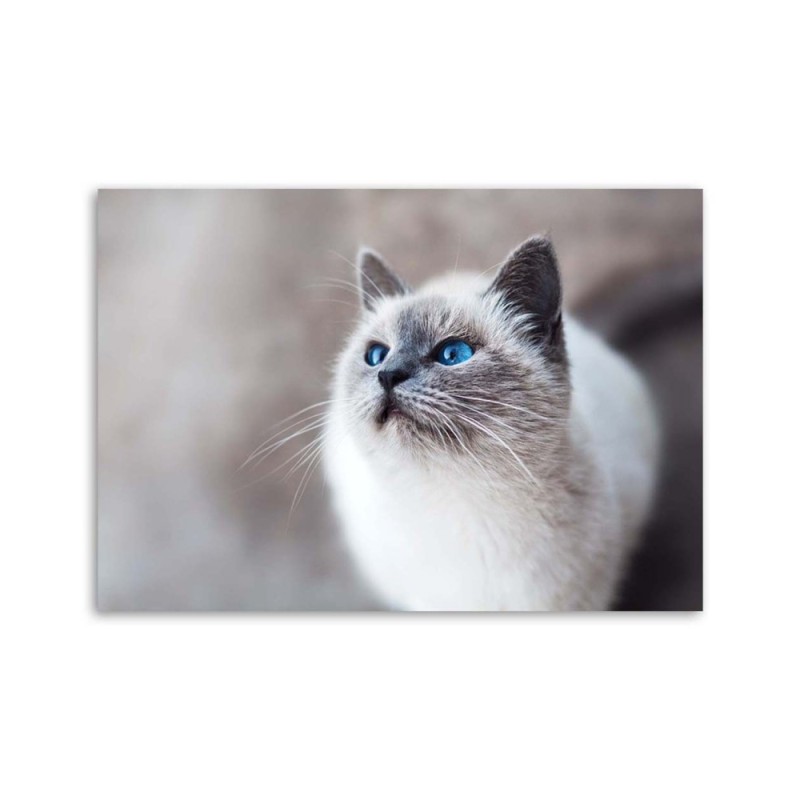 Leinwanddruck - Sibirische Katze Tiere | Feeby