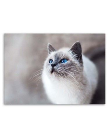 Leinwanddruck - Sibirische Katze Tiere | Feeby