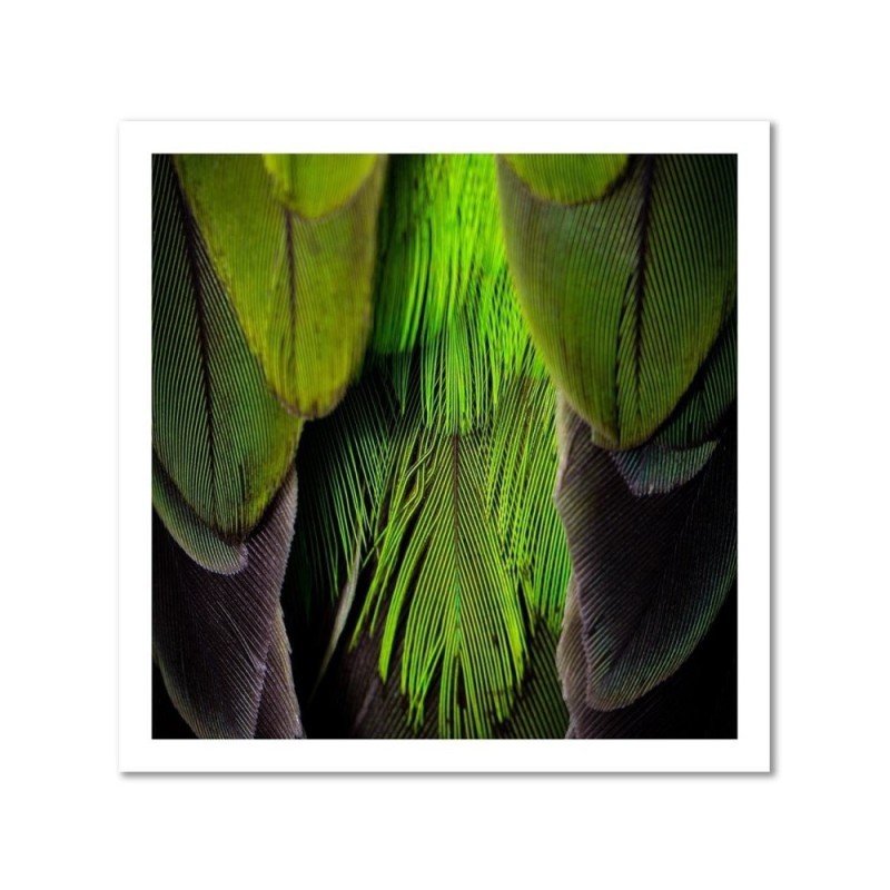 Leinwandbild - Federn Natur | Feeby