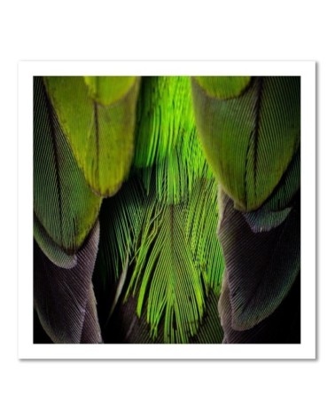 Leinwandbild - Federn Natur | Feeby