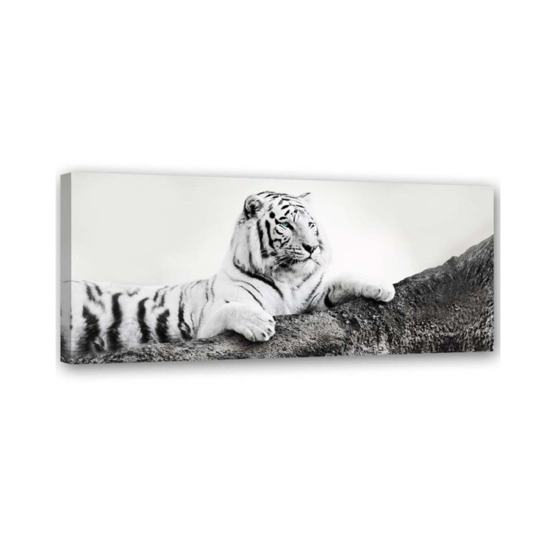 Leinwandbild - Tiger Wildtiere Natur | Feeby